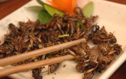 Ăn côn trùng ngon, bổ nhưng coi chừng mất mạng